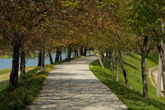 Cherry trees line a walking path along the Dongcheon River.