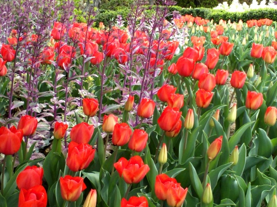 Tulips at Oedo Botanica.