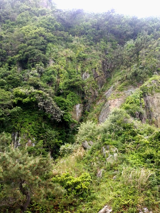 Igidae Park's forested interior.  Much of the park is a forested cliff face, but the interior is accessible via several steep hiking trails.