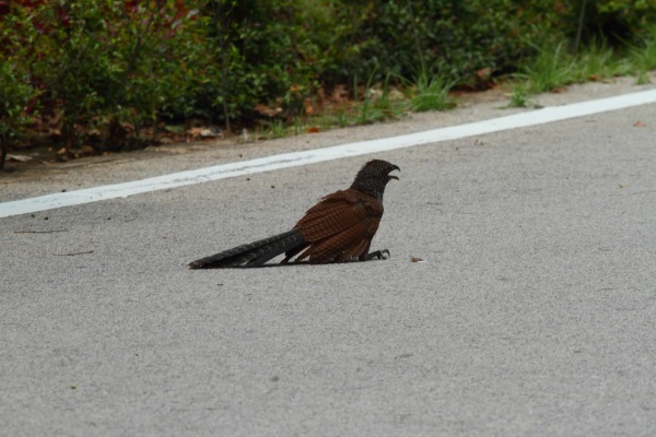 It's rarely a good sign when a bird is resting on the road ...